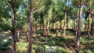 ICNF abre candidaturas ao Programa “Floresta Ativa”